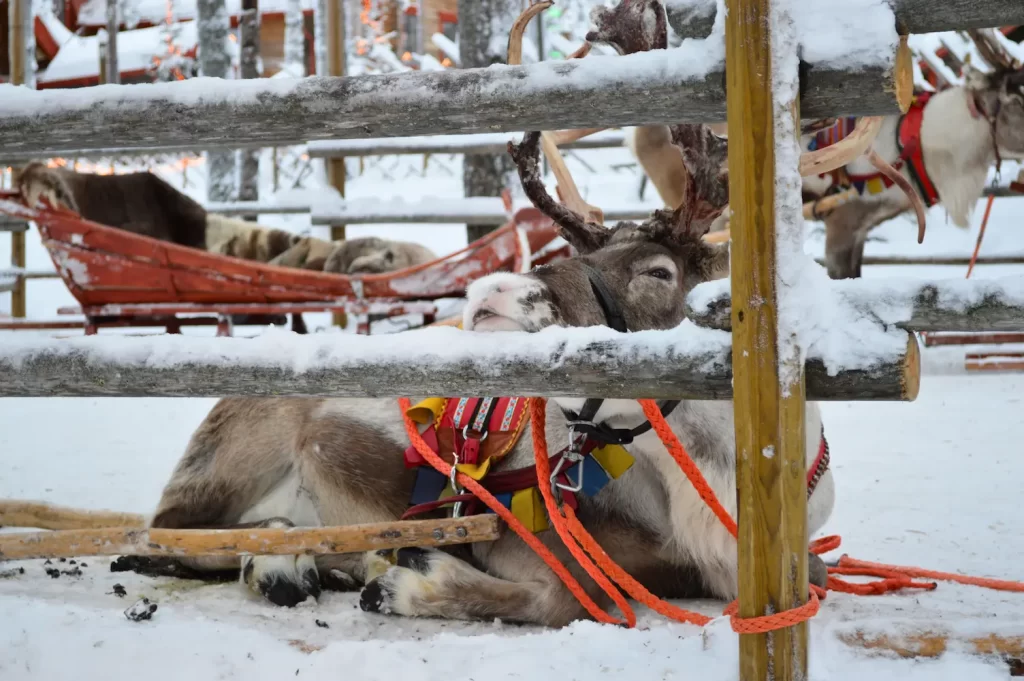 Reindeer on a reindeer farm in Lapland, Finland
