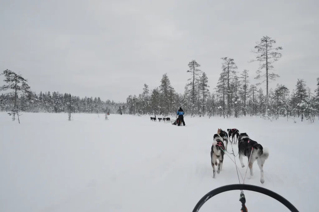 husky sleigh ride in Lapland, Finland