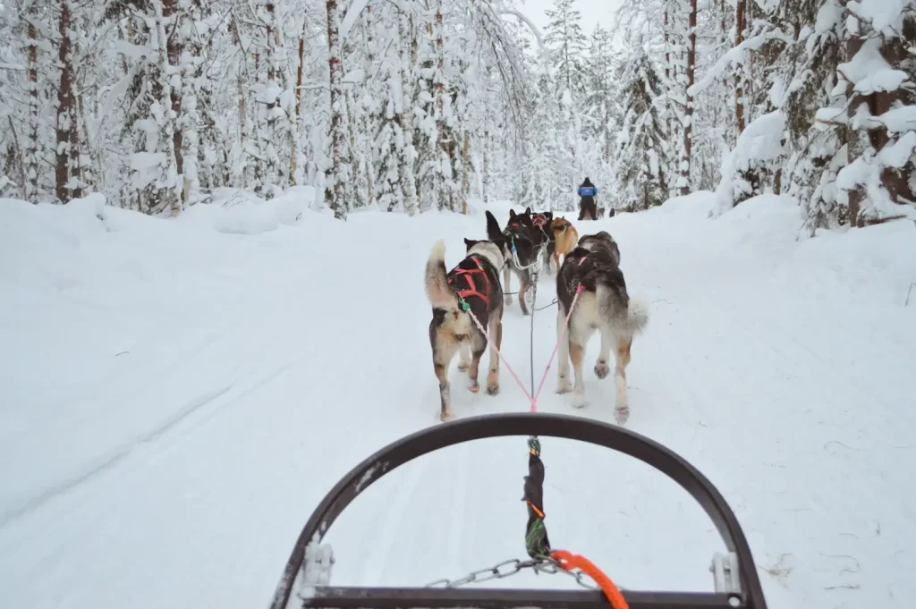 husky sleigh ride in Lapland, Finland