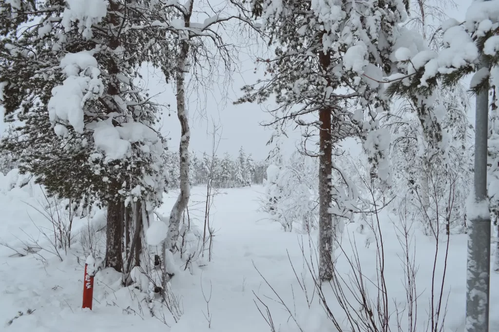 Snowy Lapland