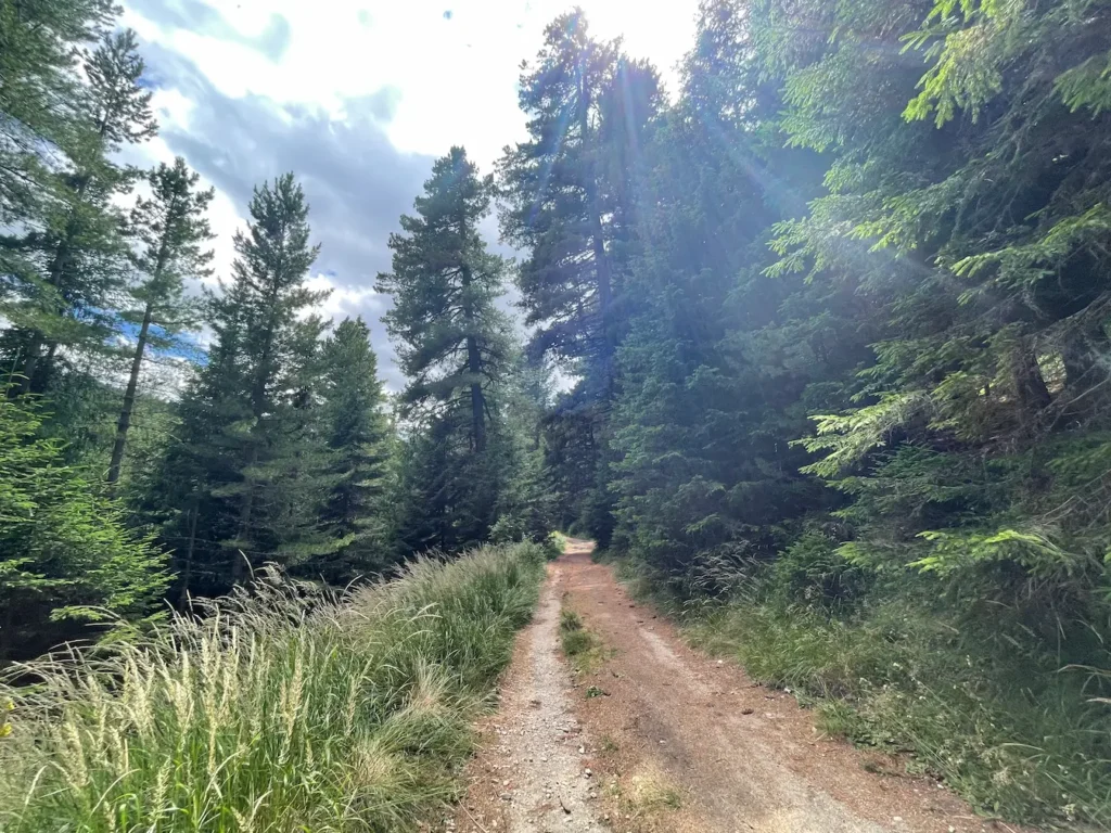 forest road to Chakur Voivoda Hut