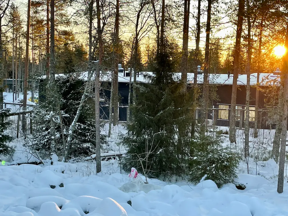5 Amazing Day Trips From Rovaniemi You Must Experience - Around Europe Arctic Foxes at Ranua Wildlife Park