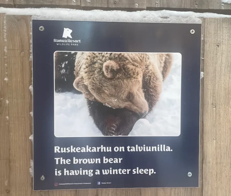 Do they speak English In Finland? Everything You Need To Know - Around Europe Travel Blog Brown Bear enclosure during winter Ranua Zoo
