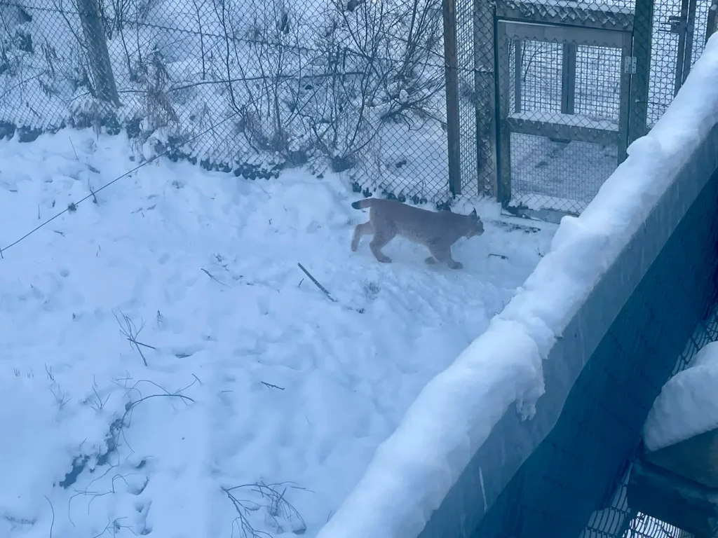 lynx at ranua zoo
