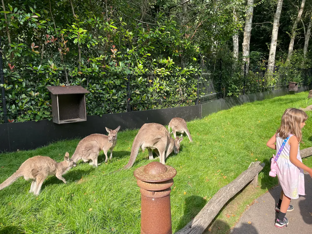 One Day in Odense: A Fairytale Getaway in Denmark’s Heart - Around Europe Odense Zoo