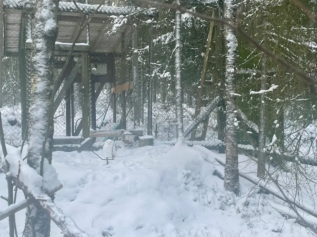 Visiting The Amazing Ranua Zoo? Everything You Need To Know - Around Europe Owl in Ranua Zoo