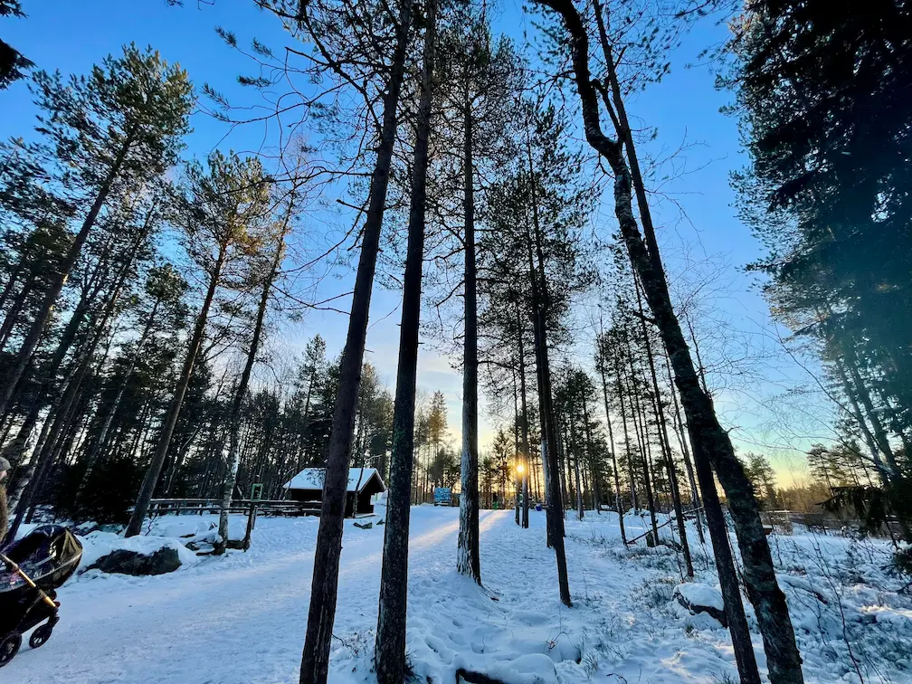 Visiting The Amazing Ranua Zoo? Everything You Need To Know - Around Europe Ranua Zoo in Winter