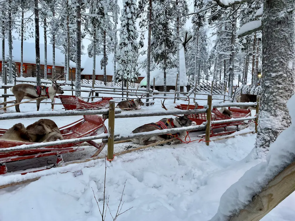 Rovaniemi With Children: 7 Activities That Your Kids Will Love - Around Europe Family-friendly reindeer safaris in Rovaniemi with children