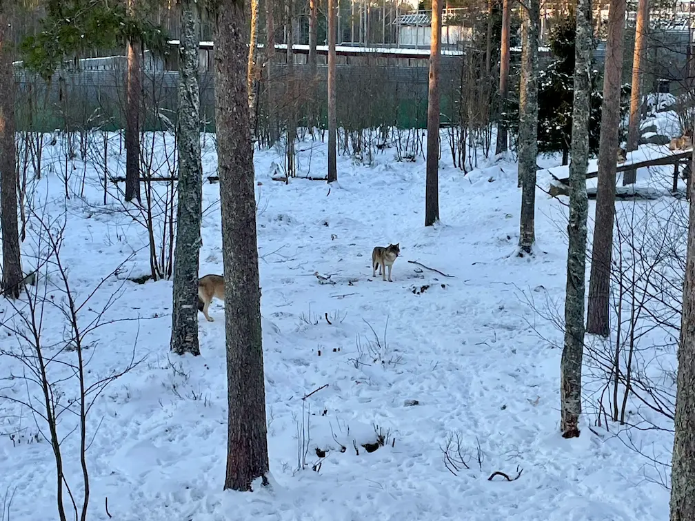 Visiting The Amazing Ranua Zoo? Everything You Need To Know - Around Europe Wolves Ranua Zoo