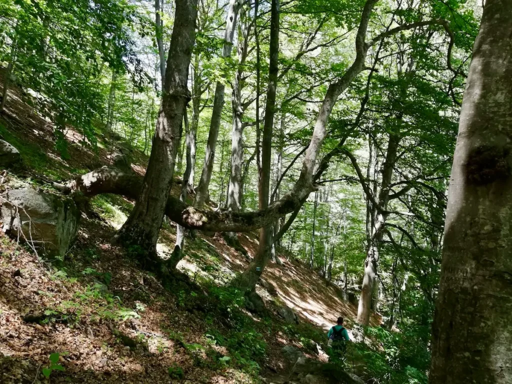 Trail through forest towards Rai Hut Stara Planina