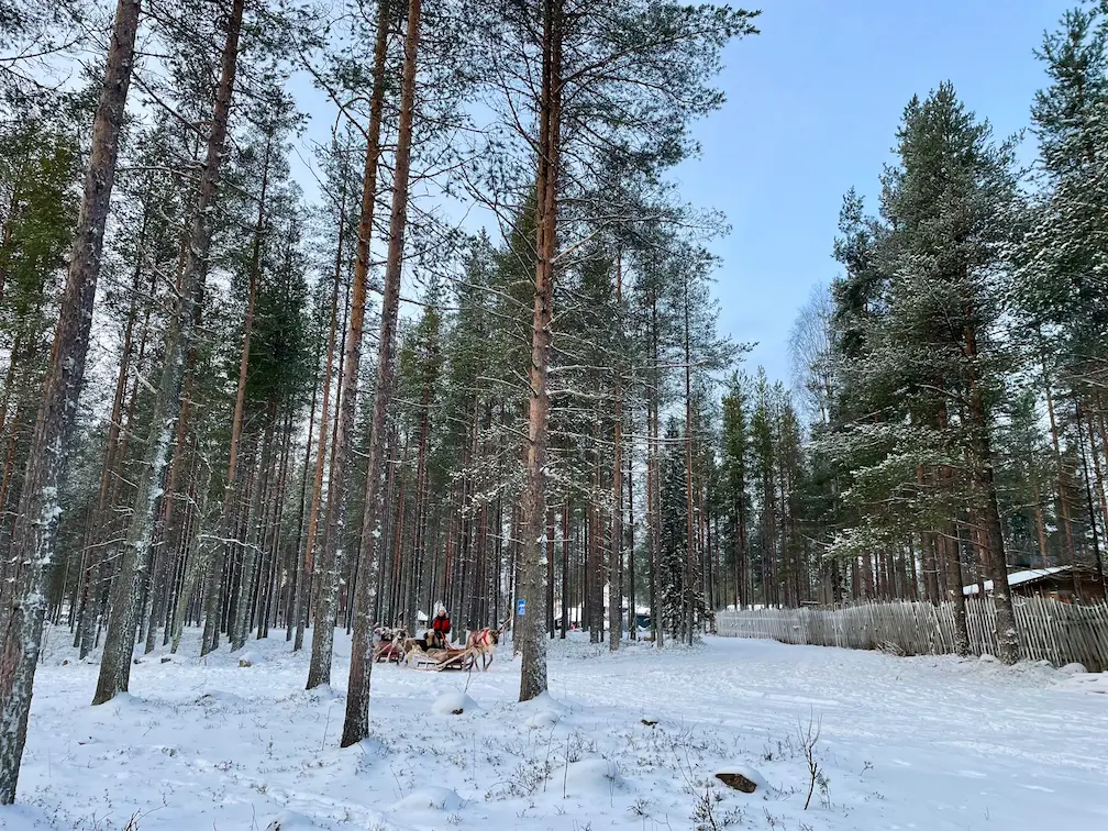 Is Santa Claus Village Worth Visiting In 2025? - A Comprehensive Guide - Around Europe Reindeer walk in the forest in Santa Claus village Rovaniemi Lapland