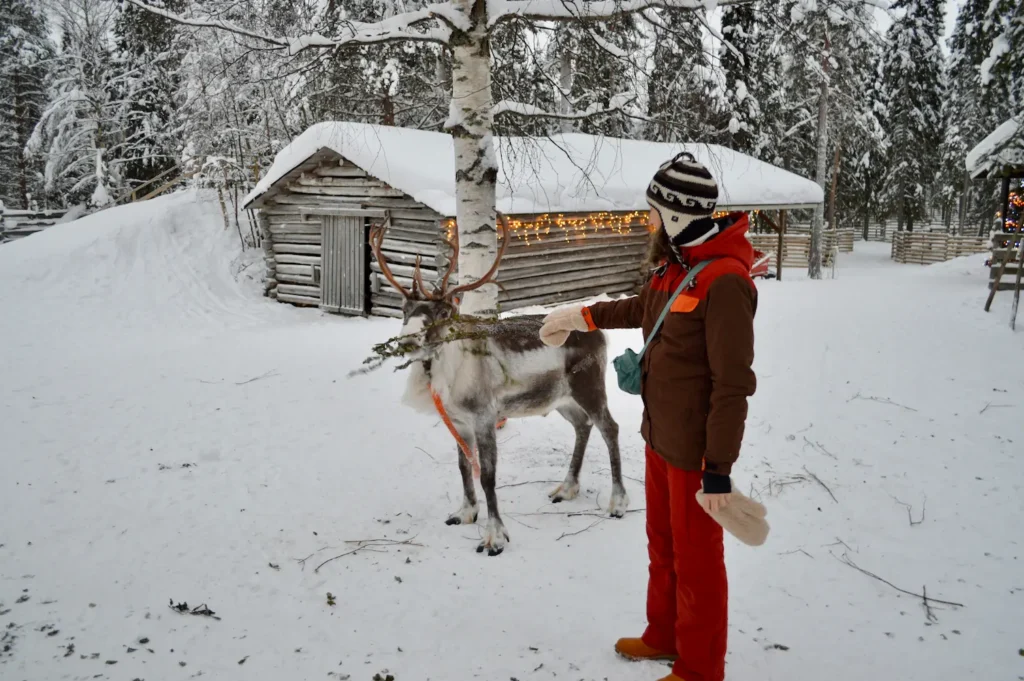 9 Winter Adventures in Lapland You Will Love - Around Europe Feeding reindeer in Lapland