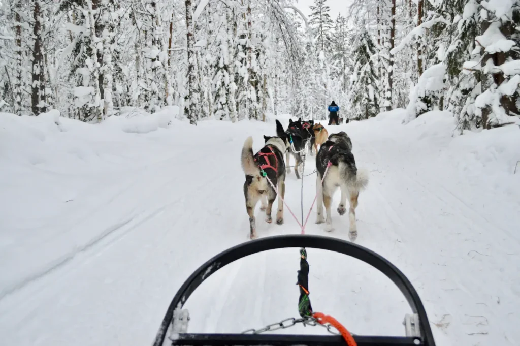 9 Winter Adventures in Lapland You Will Love - Around Europe Husky sleigh ride Adventure Lapland