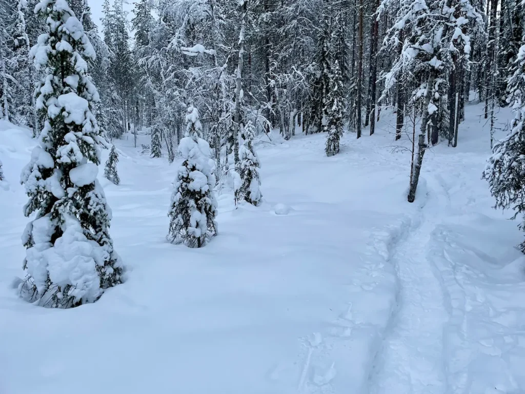 8 Truly Unique Stays In Lapland That You’ll Love - Around Europe snow covered forest in Lapland